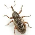 Smicronyx spretus - photo 2