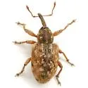 Smicronyx spretus - photo 3