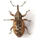 Smicronyx spretus - photo 4