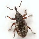 Smicronyx spretus - photo 5