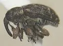 Smicronyx tesselatus