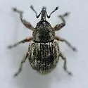 Smicronyx tesselatus - photo 3
