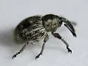 Smicronyx tesselatus - photo 4