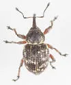 Smicronyx tesselatus - photo 5