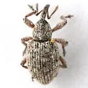 Smicronyx triangularis - Smicronyx triangularis