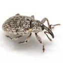 Smicronyx triangularis - photo 2