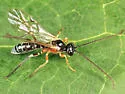 Smicroplectrus walleyi