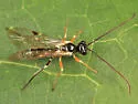 Smicroplectrus walleyi - photo 2
