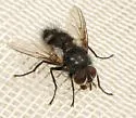 Smidtia fumiferanae