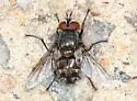 Smidtia fumiferanae - photo 4