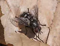 Smidtia fumiferanae - photo 5