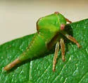 Smilia fasciata