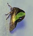 Smilia fasciata - photo 2