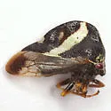 Smilia fasciata - photo 3