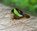 Smilia fasciata - photo 4