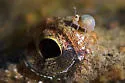 Water springtail