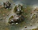 Water springtail - photo 2