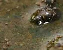 Water springtail - photo 3