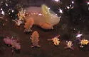 Water springtail - photo 4