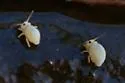 Water springtail - photo 5
