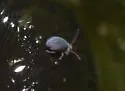 Sminthurides bifidus