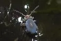 Sminthurides bifidus - photo 2
