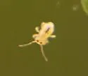 Sminthurides bifidus - photo 3