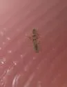 Sminthurides bifidus - photo 4