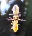 Sminthurides bifidus - photo 5