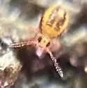 Sminthurides malmgreni - photo 2