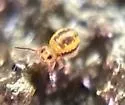 Sminthurides malmgreni - photo 3
