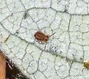 Sminthurides malmgreni - photo 4