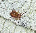 Sminthurides malmgreni - photo 5