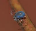 Sminthurides weichseli - photo 2