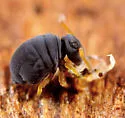 Sminthurinus atrapallidus