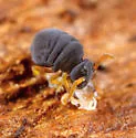Sminthurinus atrapallidus - photo 2