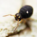 Sminthurinus atrapallidus - photo 3