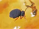 Sminthurinus atrapallidus - photo 4