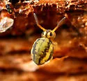 Sminthurinus elegans