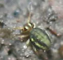 Sminthurinus elegans - photo 2