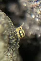 Sminthurinus elegans - photo 4