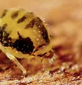 Sminthurinus henshawi