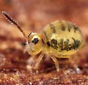 Sminthurinus henshawi - photo 2
