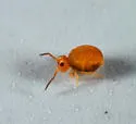 Sminthurinus henshawi - photo 3