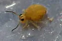 Sminthurinus henshawi - photo 4