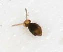 Sminthurinus latimaculosus