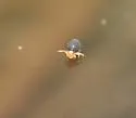 Sminthurinus latimaculosus - photo 2