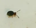 Sminthurinus latimaculosus - photo 3