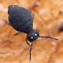 Sminthurinus lawrencei