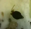 Sminthurinus minutus